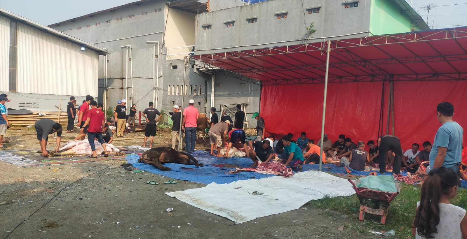 Hangatnya Idul Adha di Masjid Al-Ghufron: 800 Paket Daging Kurban Dibagikan untuk Warga